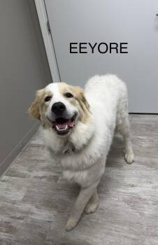 Great Pyrenees and Saint Bernard Dogs Available for Adoption in Urbana, Ohio - Eeyore | PetCurious