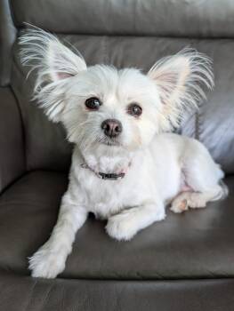 Salty -  Pomeranian and Papillon Dog Available for Adoption in Baton Rouge, Louisiana - Salty | PetCurious