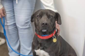 Capone -  Pit Bull Terrier and Labrador Retriever Dog for Adoption in Mountain Home, Arkansas - Capone | PetCurious