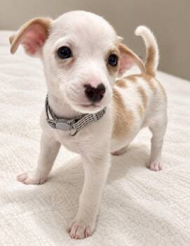 Woodford -  Terrier Dog for Adoption in Pawleys Island, South Carolina - Woodford | PetCurious
