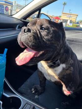 American Staffordshire Terrier Dogs Available for Adoption - Grub | PetCurious