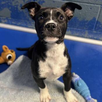 Labrador Retriever and Boxer Dogs Available for Adoption in Cedarburg, Wisconsin - Gatsby | PetCurious