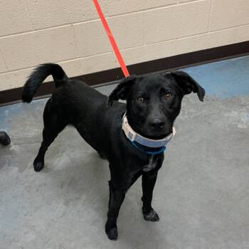 Rescue Mixed Breed Dogs for Adoption in Memphis, Tennessee - POE | PetCurious