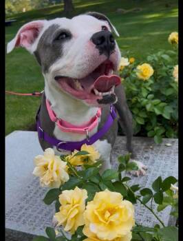 Winnie -  Mixed Breed Dog for Adoption in Saratoga Springs, New York - Winnie | PetCurious