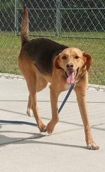 Treeing Walker Coonhound Dogs Available for Adoption in Burgaw, North Carolina - DIAMOND | PetCurious