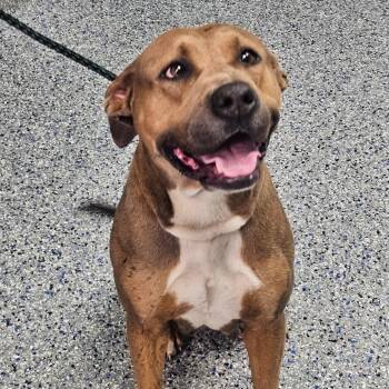 American Staffordshire Terrier Dogs Available for Adoption in Greenville, South Carolina - Valerie | PetCurious