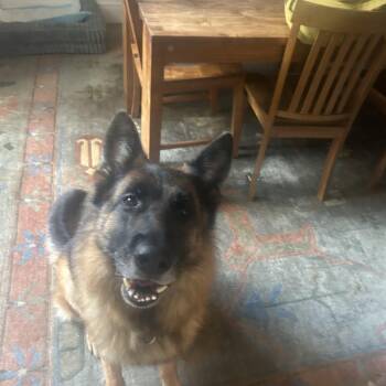 Jax -  German Shepherd Dog Dog for Adoption in Roslyn, New York - Jax | PetCurious