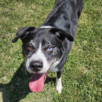 Labrador Retriever and Husky Dogs Available for Adoption in Benton Harbor, Michigan - Toby | PetCurious