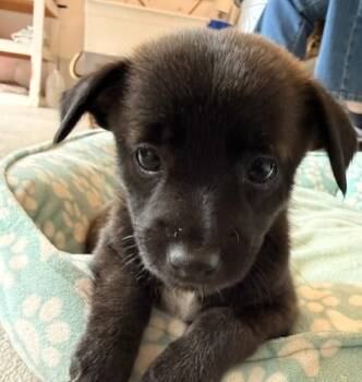 Jolene -  Chihuahua Dog for Adoption in Santa Rosa, California - Jolene | PetCurious