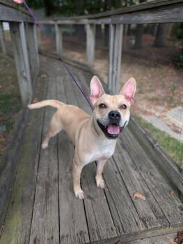 Rescue Pit Bull Terrier Dogs for Adoption in Chesterfield, Virginia - I'm Just Ken | PetCurious