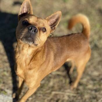 Rescue Mixed Breed Dogs for Adoption in Jacksboro, Tennessee - Macho Man | PetCurious