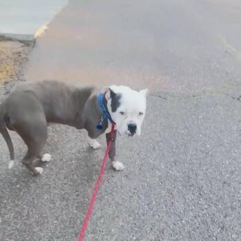Mixed Breed Dogs Available for Adoption in Bartlett, Tennessee - Winifred | PetCurious