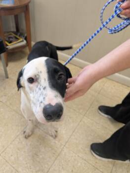 Bobo -  Hound Dog for Adoption in Manchester, Connecticut - Bobo | PetCurious