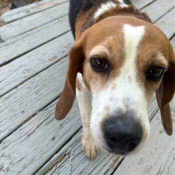 Beagle Dogs Available for Adoption in Nowata, Oklahoma - Della | PetCurious