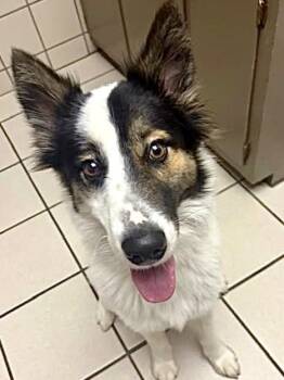 Border Collie Dogs Available for Adoption in Tunica, Mississippi - Roscoe  | PetCurious