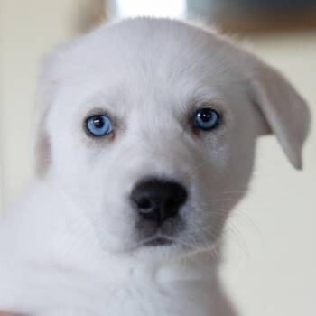 Cider -  Anatolian Shepherd and Australian Cattle Dog Blue Heeler Dog for Adoption in Pflugerville, Texas - Cider | PetCurious