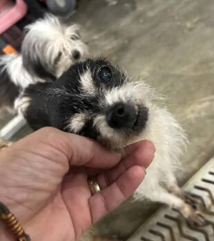 Bitty Betty -  Chihuahua Dog for Adoption in Brownstown, Indiana - Bitty Betty | PetCurious