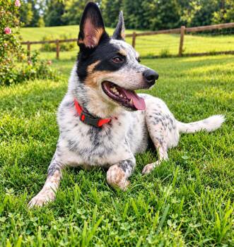 Chief -  Australian Cattle Dog Blue Heeler Dog for Adoption in North Vernon, Indiana - Chief | PetCurious