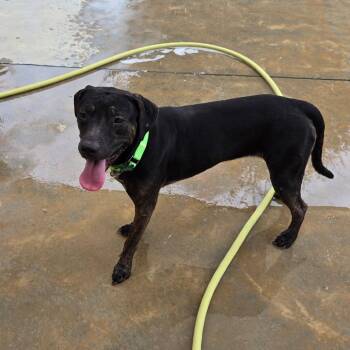 Emma Jane -  Mixed Breed Dog for Adoption in Freeport, Florida - Emma Jane | PetCurious