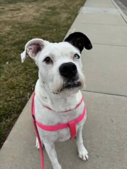 SPARKLES -  American Bulldog Dog for Adoption in Jerome, Idaho - SPARKLES | PetCurious