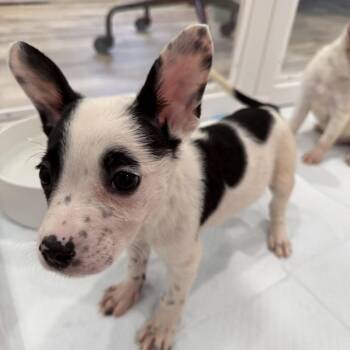 Polka -  Chihuahua and Mixed Breed Dog for Adoption in Sacramento, California - Polka | PetCurious