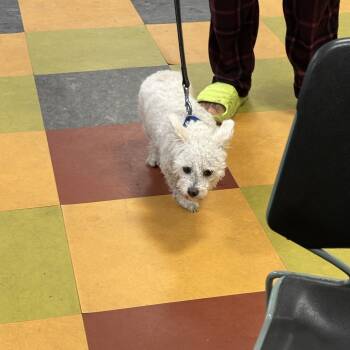 Rescue Mixed Breed Dogs for Adoption in Philadelphia, Pennsylvania - Osito | PetCurious