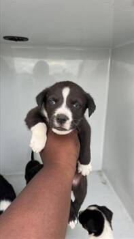 Siberian Husky and Labrador Retriever Dogs Available for Adoption - A651427 | PetCurious