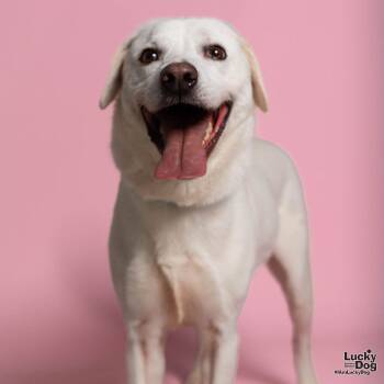 Rescue Whippet and Labrador Retriever Dogs for Adoption in Washington, District Of Columbia - Odin | PetCurious
