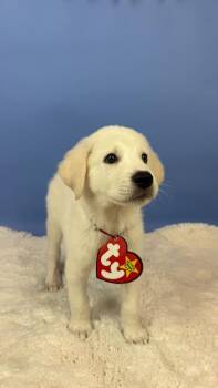 Roary Lion -  Great Pyrenees and Anatolian Shepherd Dog for Adoption in Phoenix, Arizona - Roary Lion | PetCurious
