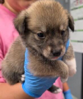 Shandy -  Rat Terrier Dog for Adoption in Wolcott, Connecticut - Shandy | PetCurious