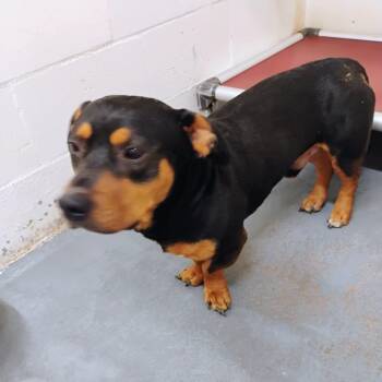 Angus -  Mixed Breed Dog for Adoption in Duncan, Oklahoma - Angus | PetCurious