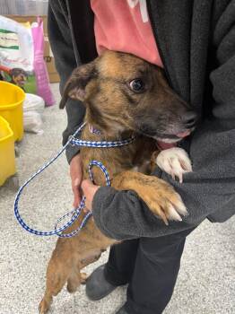 Terrier and Mixed Breed Dogs Available for Adoption in Auburn, Indiana - Brownie | PetCurious
