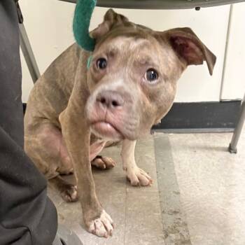 Mixed Breed Dogs Available for Adoption in Philadelphia, Pennsylvania - Novani | PetCurious