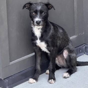 Kenny -  Mixed Breed Dog for Adoption in Hailey, Idaho - Kenny | PetCurious