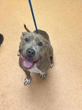 NINA -  Pit Bull Terrier and Mixed Breed Dog for Adoption in Martinez, California - NINA | PetCurious