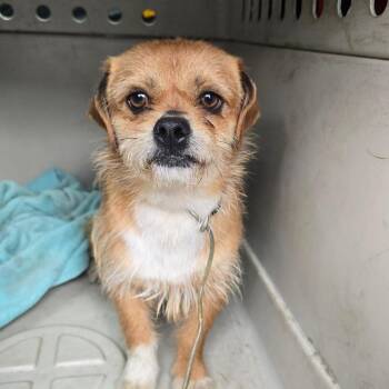 Mixed Breed Dogs Available for Adoption in Matteson, Illinois - Shaggy | PetCurious