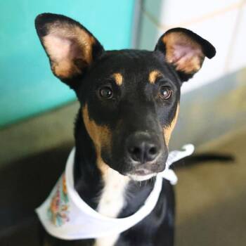 Doberman Pinscher Dogs Available for Adoption in San Antonio, Texas - MARVIN | PetCurious