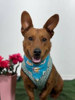 Dachshund and German Shepherd Dog Dogs Available for Adoption in Carlsbad, California - Papi Chulo-One Of Our Amazing Rescue Dogs | PetCurious
