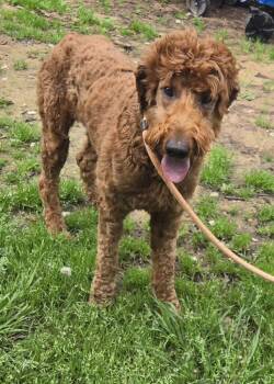 Goldendoodle Dogs Available for Adoption in New Berlin, Wisconsin - STATLER   $375 | PetCurious