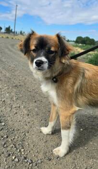 Sizzle -  Mixed Breed Dog for Adoption in Othello, Washington - Sizzle | PetCurious