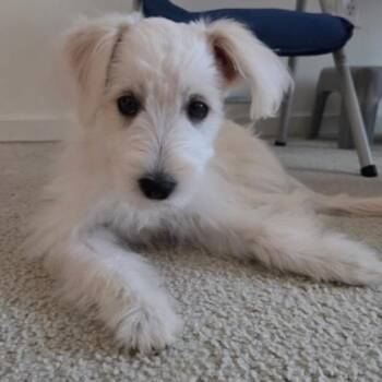 Maggie -  Poodle and Schnauzer Dog for Adoption in Summerfield, North Carolina - Maggie | PetCurious