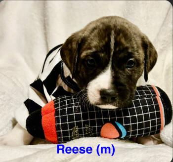 Rescue American Staffordshire Terrier Dogs for Adoption in San Diego, California - Sundae's Sprinkles- Reese | PetCurious