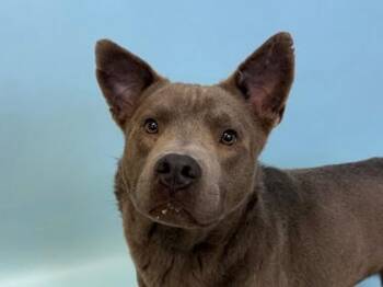 Duke -  Chow Chow and Pit Bull Terrier Dog for Adoption in Woodbury, Minnesota - Duke | PetCurious