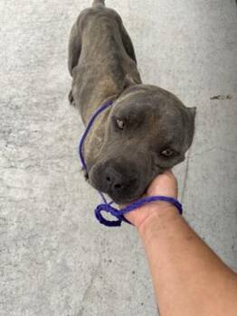 Rescue Pit Bull Terrier and Mixed Breed Dogs for Adoption in Houston, Texas - A639592 | PetCurious