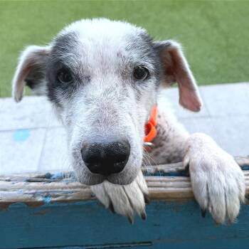 Border Collie Dogs Available for Adoption - Girlie Girl | PetCurious