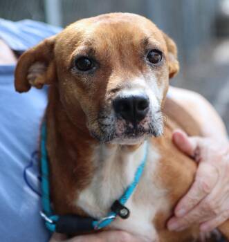 Rose (AO37336) -  Terrier Dog for Adoption in Kansas City, Kansas - Rose (AO37336) | PetCurious