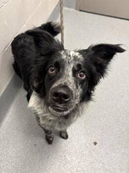 SPADE -  Border Collie Dog for Adoption in Indianapolis, Indiana - SPADE | PetCurious