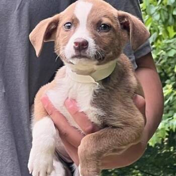 Terrier Dogs Available for Adoption in Memphis, Tennessee - MAYA-60628 | PetCurious