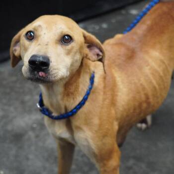 Perdita -  Hound and Mixed Breed Dog for Adoption in Evensville, Tennessee - Perdita | PetCurious