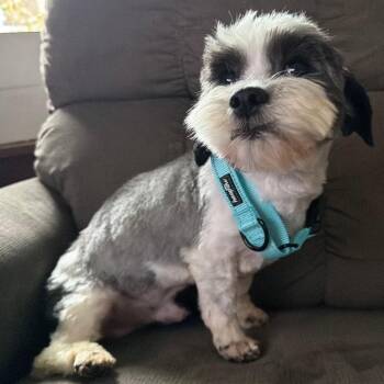 Shih Tzu Dogs Available for Adoption in Rochester, Minnesota - Jack | PetCurious